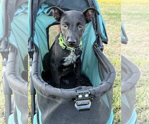 Miniature - Male Labrador Retriever-Unknown Mix Dog for Adoption - Photo #2