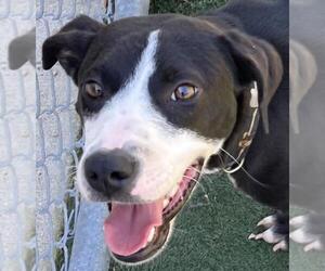 American Pit Bull Terrier-Unknown Mix Dogs for adoption in Texas City, TX, USA