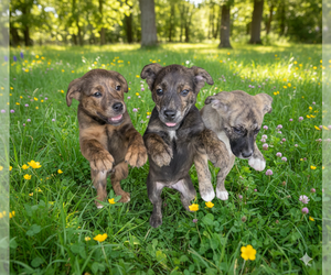 Mutt Dogs for adoption in Jackson Township, NJ, USA