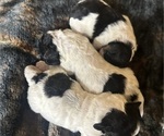 Small Photo #2 Maltipoo Puppy For Sale in JASPER, GA, USA
