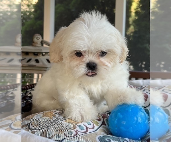 Medium Photo #4 Shih Tzu Puppy For Sale in NOBLESVILLE, IN, USA
