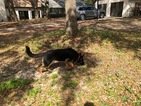 Small Photo #7 German Shepherd Dog Puppy For Sale in OCALA, FL, USA