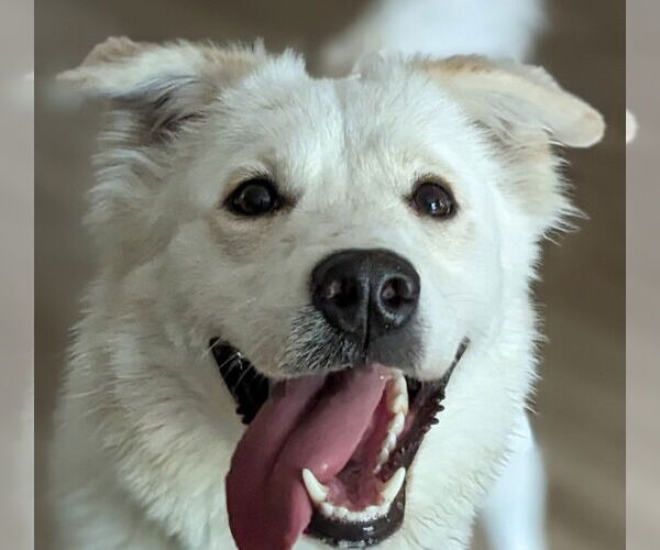 Medium Photo #1 Great Pyrenees-Unknown Mix Puppy For Sale in Dallas, TX, USA
