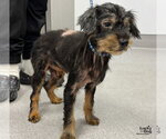 Small Photo #2 Dachshund-Unknown Mix Puppy For Sale in Washington, DC, USA