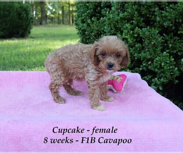 Medium Photo #3 Cavapoo Puppy For Sale in CLARKRANGE, TN, USA