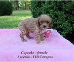 Small Photo #3 Cavapoo Puppy For Sale in CLARKRANGE, TN, USA