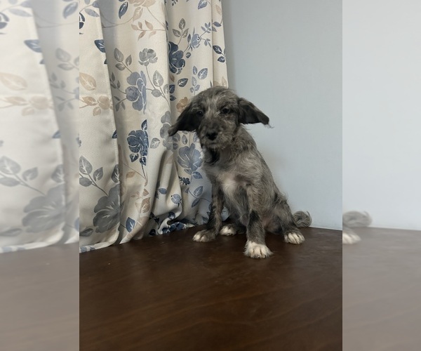 Medium Photo #2 Cockapoo (Miniature) Puppy For Sale in DURHAM, CT, USA