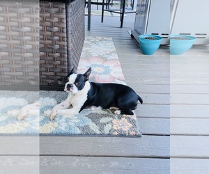 Boston Terrier Dogs for adoption in CHARLOTTESVILLE, VA, USA