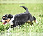 Small #2 Miniature Australian Shepherd
