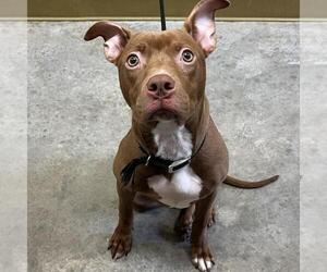 American Pit Bull Terrier-Unknown Mix Dogs for adoption in Texas City, TX, USA