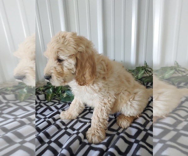 Medium Photo #4 Goldendoodle Puppy For Sale in CANON CITY, CO, USA