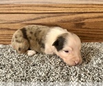 Small #5 Australian Shepherd