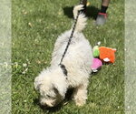 Small #3 Mutt