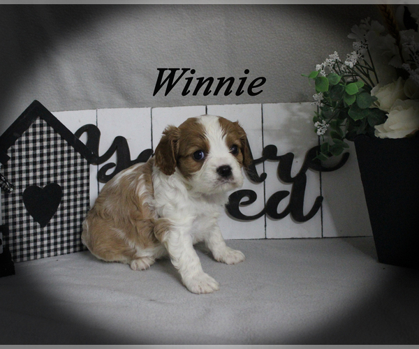 Medium Photo #15 Cavalier King Charles Spaniel Puppy For Sale in CHANUTE, KS, USA