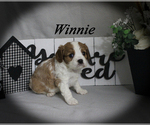 Small #14 Cavalier King Charles Spaniel