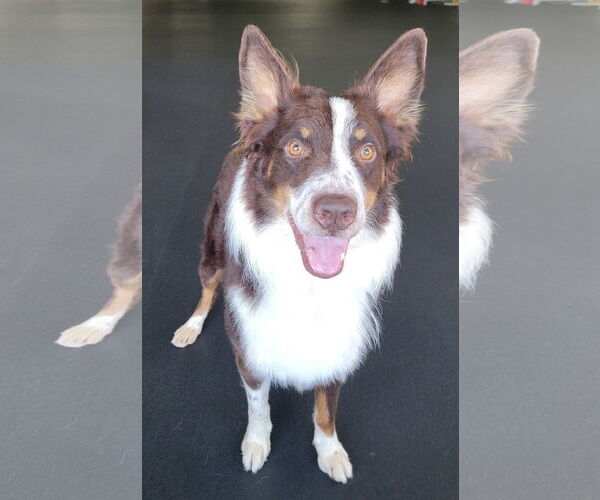 Medium Photo #8 Australian Shepherd Puppy For Sale in Highland, IL, USA