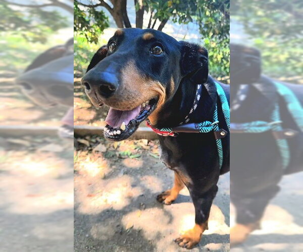 Medium Photo #2 Doberman Pinscher Puppy For Sale in Sacramento, CA, USA