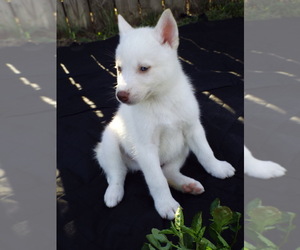 Siberian Husky Puppy for sale in BOYLE, MS, USA