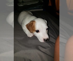 Jack Russell Terrier Puppy for sale in HEMET, CA, USA