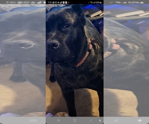 Mother of the Cane Corso puppies born on 11/01/2025