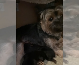 Mother of the Yorkshire Terrier puppies born on 11/03/2021