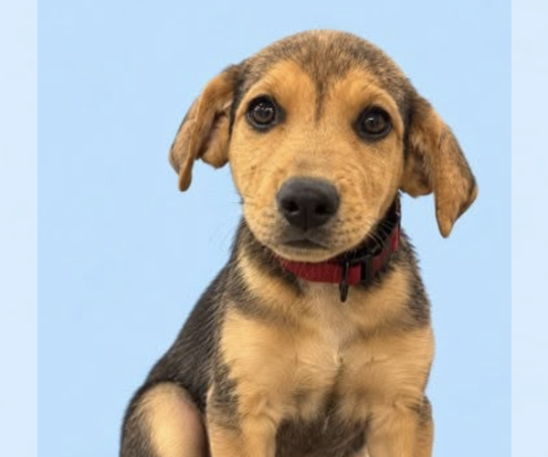 Medium Photo #2 Mutt Puppy For Sale in Brooklyn, NY, USA