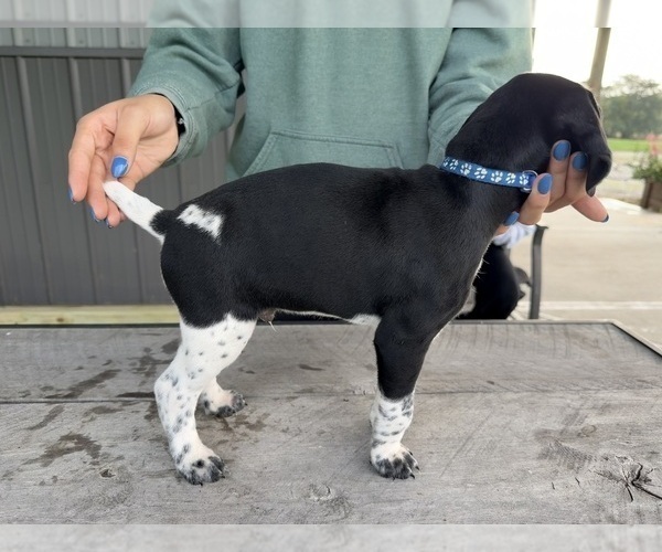 Medium Photo #6 German Shorthaired Pointer Puppy For Sale in XENIA, OH, USA