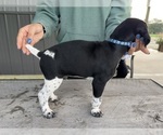 Litter of 5 - Male German Shorthaired PointerLitter of Puppies for Sale - Photo #6