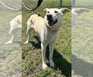 Jude - Male Mutt Dog for Adoption - Photo #5