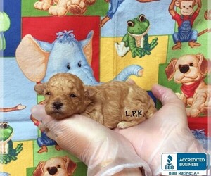 Poodle (Toy) Puppy for sale in WINNSBORO, LA, USA