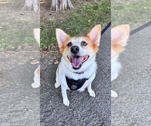 Jack Russell Terrier-Unknown Mix Dogs for adoption in Sykesville, MD, USA