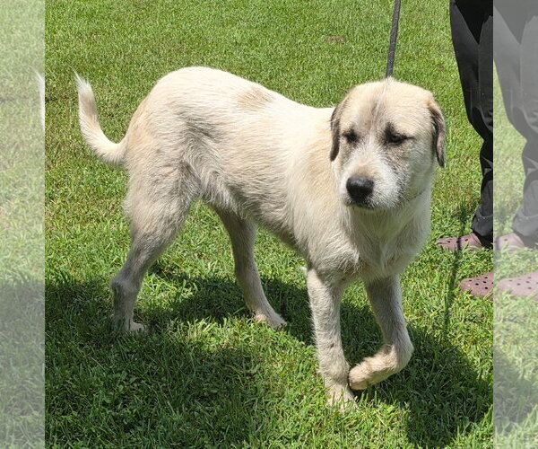 Medium Photo #2 Irish Wolfhound-Unknown Mix Puppy For Sale in Yardley, PA, USA