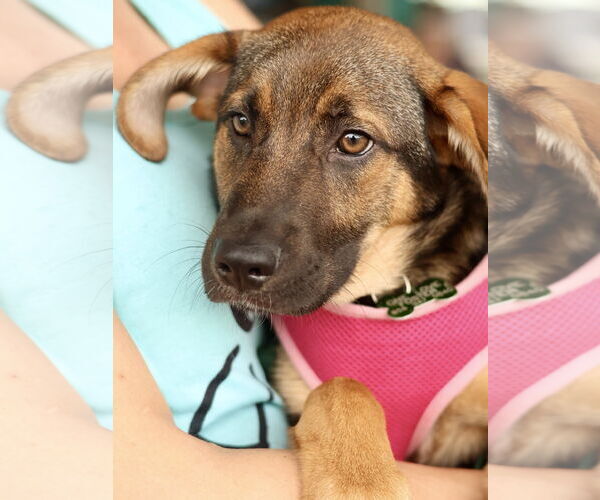 Medium Photo #2 Mutt Puppy For Sale in Mount Laurel, NJ, USA