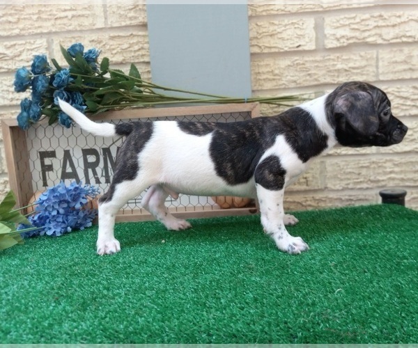 Medium Photo #3 French Bullhuahua Puppy For Sale in CARTHAGE, TX, USA