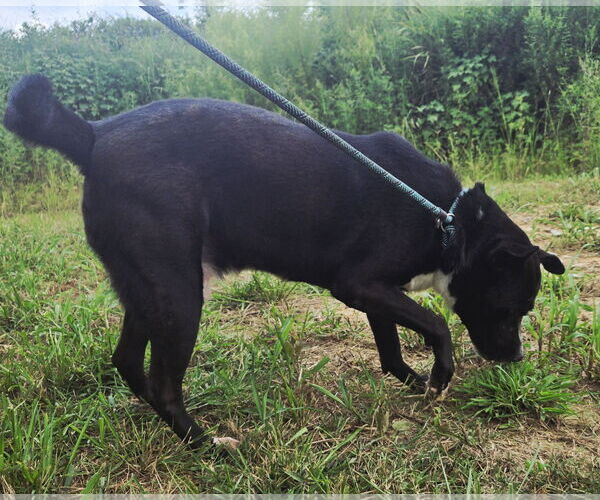 Medium Photo #3 American Staffordshire Terrier-Unknown Mix Puppy For Sale in Jackson, MS, USA