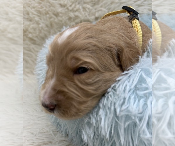 Medium Photo #60 Goldendoodle Puppy For Sale in PIERSON, FL, USA