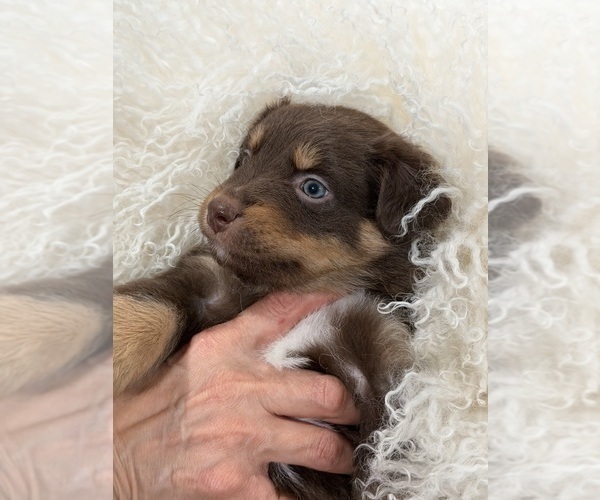 Medium Photo #6 Australian Shepherd Puppy For Sale in NEW BRAUNFELS, TX, USA
