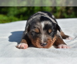 Small #5 Miniature Australian Shepherd