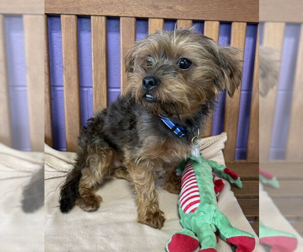 Medium Photo #2 Mutt Puppy For Sale in Genesee, WI, USA