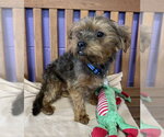 Small #1 Mutt