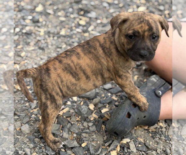 Medium Photo #7 American Pit Bull Terrier-Unknown Mix Puppy For Sale in Brewster, NY, USA