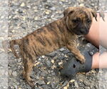 Small Photo #7 American Pit Bull Terrier-Unknown Mix Puppy For Sale in Brewster, NY, USA