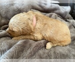 Small Photo #30 Goldendoodle Puppy For Sale in WOODLAND, AL, USA
