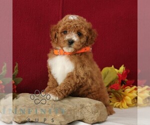 Goldendoodle (Miniature) Puppy for sale in GORDONVILLE, PA, USA