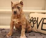 Puppy Brown Collar American Bully