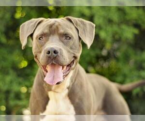 Boxer-Unknown Mix Dogs for adoption in Tavares, FL, USA