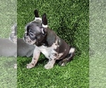 Small Photo #57 French Bulldog Puppy For Sale in MEMPHIS, TN, USA