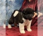 Small Photo #2 Akita Puppy For Sale in NEWBERRY, MI, USA
