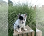 Puppy 2 Huskimo-Pomeranian Mix