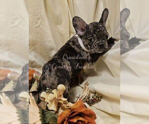 French Bulldog Puppy for Sale in ELIZABETH CITY, North Carolina USA